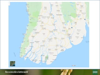 Rice farming in Myanmar: Effects of adoption of best management practices on livelihoods and food security of rural women