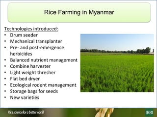 Rice farming in Myanmar: Effects of adoption of best management practices on livelihoods and food security of rural women
