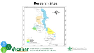 Tenacity of gender yield gaps in agricultural development: the case of smallholder groundnut productivity in Malawi