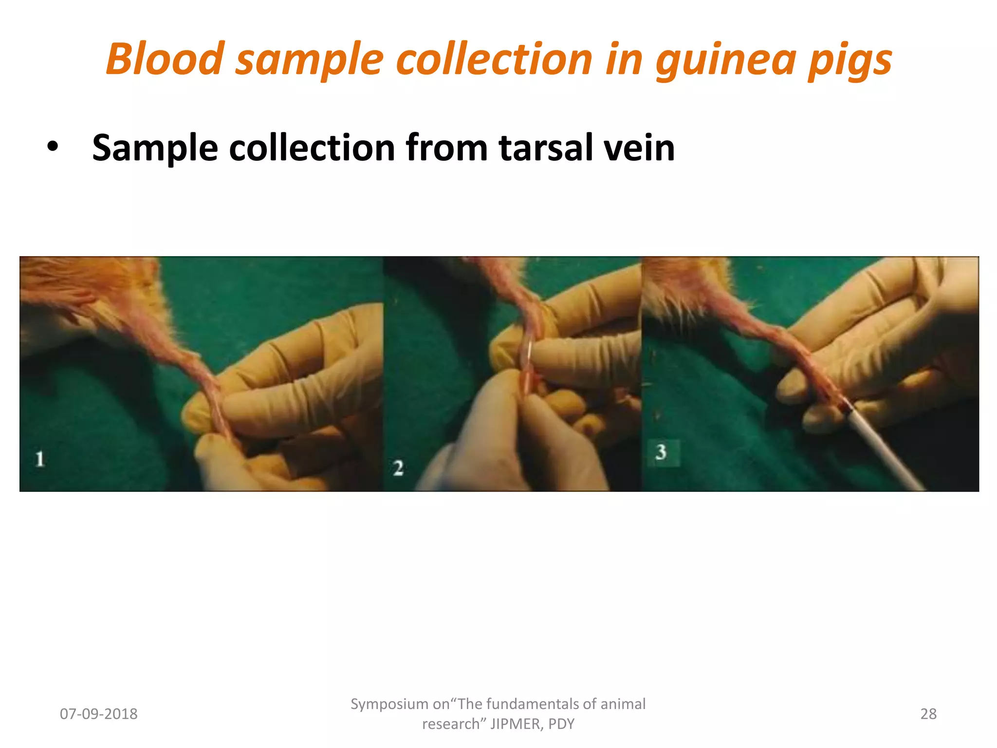 Blood sample collection in lab. animals | PPTX