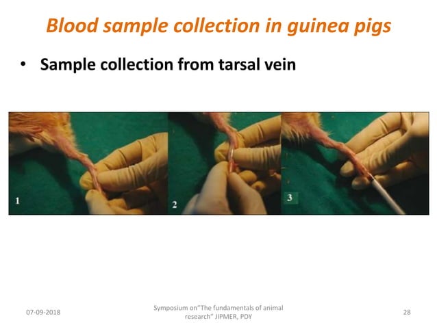 Animal Blood Collection Methods Blood sample collection in lab. animals | PPTX