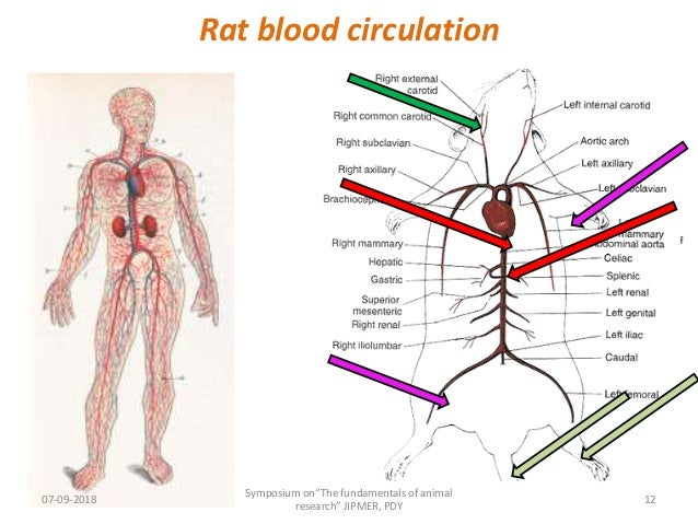 Blood sample collection in lab. animals