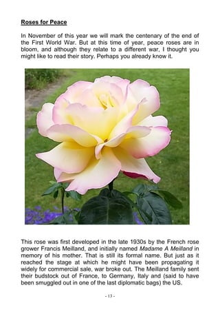 - 13 -
Roses for Peace
In November of this year we will mark the centenary of the end of
the First World War. But at this time of year, peace roses are in
bloom, and although they relate to a different war, I thought you
might like to read their story. Perhaps you already know it.
This rose was first developed in the late 1930s by the French rose
grower Francis Meilland, and initially named Madame A Meilland in
memory of his mother. That is still its formal name. But just as it
reached the stage at which he might have been propagating it
widely for commercial sale, war broke out. The Meilland family sent
their budstock out of France, to Germany, Italy and (said to have
been smuggled out in one of the last diplomatic bags) the US.
 