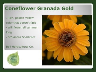 Coneflower Granada Gold
• Rich, golden-yellow
color that doesn’t fade
• Will flower all summer
long
• Echinacea Sombrero
B...