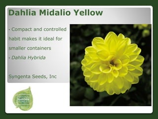Dahlia Midalio Yellow
• Compact and controlled
habit makes it ideal for
smaller containers
• Dahlia Hybrida
Syngenta Seeds...
