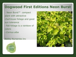 Dogwood First Editions Neon Burst
• Neon Burst™ compact
plant with attractive
chartreuse foliage and good
sun tolerance
• ...