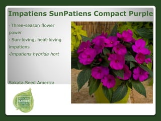Impatiens SunPatiens Compact Purple
• Three-season flower
power
• Sun-loving, heat-loving
impatiens
•Impatiens hybrida hor...