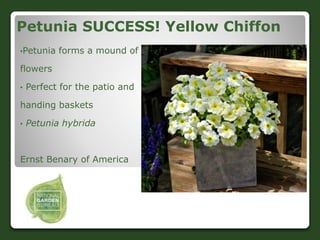 Petunia SUCCESS! Yellow Chiffon
•Petunia forms a mound of
flowers
• Perfect for the patio and
handing baskets
• Petunia hy...