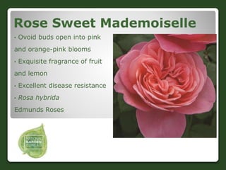 Rose Sweet Mademoiselle
• Ovoid buds open into pink
and orange-pink blooms
• Exquisite fragrance of fruit
and lemon
• Exce...