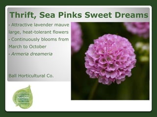 Thrift, Sea Pinks Sweet Dreams
• Attractive lavender mauve
large, heat-tolerant flowers
• Continuously blooms from
March t...