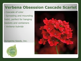 Verbena Obsession Cascade Scarlet
• Cascade of color
• Spreading and mounding
habit, perfect for hanging
baskets and conta...