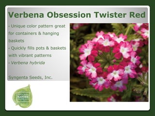 Verbena Obsession Twister Red
• Unique color pattern great
for containers & hanging
baskets
• Quickly fills pots & baskets...