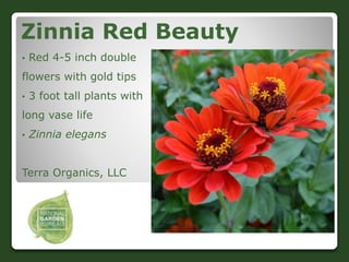 Zinnia Red Beauty
• Red 4-5 inch double
flowers with gold tips
• 3 foot tall plants with
long vase life
• Zinnia elegans
T...