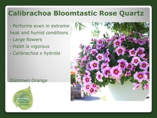 Calibrachoa Bloomtastic Rose Quartz
• Performs even in extreme
heat and humid conditions
• Large flowers
• Habit is vigoro...