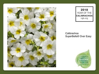 2018 NGB Year of Calibrachoa | PPT