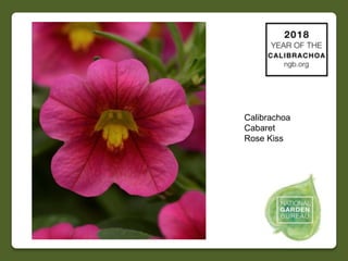 Calibrachoa
Calipetite
Sparkler Mix
 