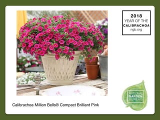 Calibrachoa Million Bells® Compact Pink
 