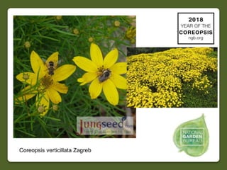 2018 NGB Year of Coreopsis