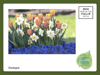2018 NGB Year of Tulip Slide 12