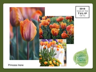 2018 NGB Year of Tulip Slide 27