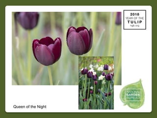 2018 NGB Year of Tulip Slide 29