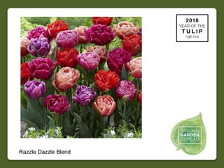2018 NGB Year of Tulip Slide 30