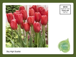 2018 NGB Year of Tulip Slide 33