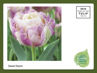 2018 NGB Year of Tulip Slide 36