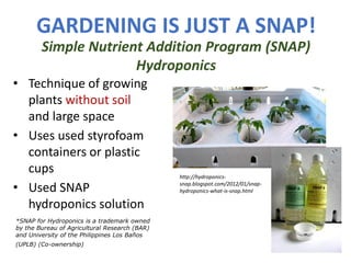 GARDENING IS JUST A SNAP!
• Technique of growing
plants without soil
and large space
• Uses used styrofoam
containers or plastic
cups
• Used SNAP
hydroponics solution
Simple Nutrient Addition Program (SNAP)
Hydroponics
http://hydroponics-
snap.blogspot.com/2012/01/snap-
hydroponics-what-is-snap.html
*SNAP for Hydroponics is a trademark owned
by the Bureau of Agricultural Research (BAR)
and University of the Philippines Los Baños
(UPLB) (Co-ownership)
 