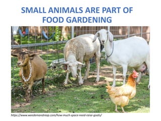 SMALL ANIMALS ARE PART OF
FOOD GARDENING
https://www.weedemandreap.com/how-much-space-need-raise-goats/
 