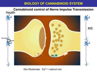 Cannabinoid control of Nerve Impulse Transmission
Glu=Glutamate Ca2+ = calcium Ion
MS
Health
Synapse
Red = abundant CB1 receptors Black = moderately abundant CB1 receptorsBIOLOGY OF CANNABINOID SYSTEM
 