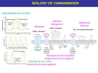 Diazepam
Baclofen
Gabapentin
Nabiximols
(Sativex)
Potassium Ion (K+) expelled
(Inside of cell more negative)
MECHANISM OF ACTION
SPASTICITY
BIOLOGY OF CANNABINOIDS
Chloride Ion (Cl-) Influx
(Inside of cell more negative)
 