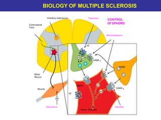 BaclofenDantrolene
Corticospinal
Tract
Benzodiazepine
TizanidineInhibitory Interneuron
Muscle
CONTROL
Of SPASMS
Action Potential
GABA
α2
α2
Motor
Neuron
AMPA
GABA A
GABA B
UCL-INSTITUTE OF NEUROLOGY
Queen Square BIOLOGY OF MULTIPLE SCLEROSIS
 