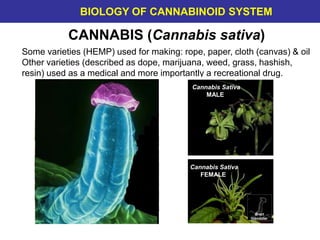 CANNABIS (Cannabis sativa)
Some varieties (HEMP) used for making: rope, paper, cloth (canvas) & oil
Other varieties (described as dope, marijuana, weed, grass, hashish,
resin) used as a medical and more importantly a recreational drug.
Cannabis Sativa
MALE
Cannabis Sativa
FEMALE
Bract
Glandular
BIOLOGY OF CANNABINOID SYSTEM
 