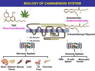 E
LL
M
*
CB1 Receptor
CB2 Receptor
Immune System
PMN B cells Monocytes
Spleen Tonsils
CB2CB1
Brain Adipose
Tissue
Muscle Liver GI
Tract
Pancreas
Nervous System
OH
O
THC
Plant Cannabinoids
N
H
OH
O
Anandamide:
Endocannabinoids
BIOLOGY OF CANNABINOID SYSTEM
O
OH
O
2-Arachidonoyl Glycerol
 