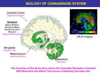 Red = abundant CB1 receptors Black = moderately abundant CB1 receptors
The Function of the Brain Area where the Cannabis Receptor is located
Will Determine the Effect That occurs Following Cannabis Use
BIOLOGY OF CANNABINOID SYSTEM
CB1R Imaging
Hippocampus
Learning, Memory
Amygdala
Emotion, Fear
Cerebellum
Movement
Striatum
Globus Pallidus
Substantia Nigra
Caudate Nucleus
Putamen
Balance & Movement
Cerebral Cortex
Cognitive Functions
 