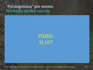 "Paraugošana" pie mums.
Vienkārša serdes caurule.
18.01.2019 107Morēnas paraugs, kas izkrīt no caurules ir karsts un jau paspējis nedaudz izžūt.
VIDEO-
Sl.107
 