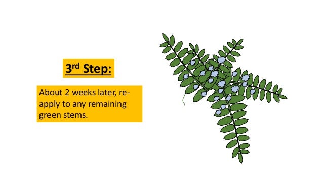 Kill Crown Vetch In 3 Steps