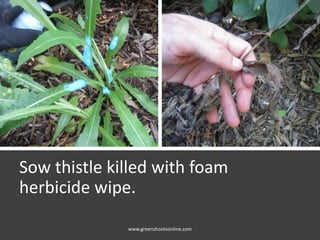 Sow thistle killed with foam
herbicide wipe.
www.greenshootsonline.com
 