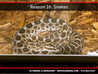 Reason 16: Snakes
 