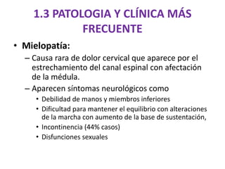 • Mielopatía:
– Causa rara de dolor cervical que aparece por el
estrechamiento del canal espinal con afectación
de la médula.
– Aparecen síntomas neurológicos como
• Debilidad de manos y miembros inferiores
• Dificultad para mantener el equilibrio con alteraciones
de la marcha con aumento de la base de sustentación,
• Incontinencia (44% casos)
• Disfunciones sexuales
1.3 PATOLOGIA Y CLÍNICA MÁS
FRECUENTE
 