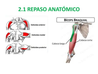2.1 REPASO ANATÓMICO
 