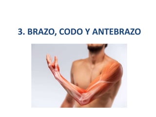 3. BRAZO, CODO Y ANTEBRAZO
 