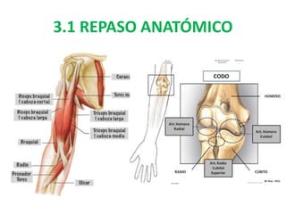 3.1 REPASO ANATÓMICO
 