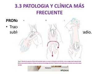 PRONACIÓN DOLOROSA
• Tracción súbita que desencadena una
subluxación traumática de la cabeza del radio.
3.3 PATOLOGIA Y CLÍNICA MÁS
FRECUENTE
 