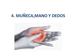 4. MUÑECA,MANO Y DEDOS
 