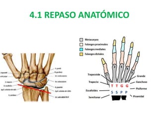 4.1 REPASO ANATÓMICO
T T G G
S S P P
 