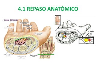 4.1 REPASO ANATÓMICO
 