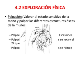 • Palpación: Valorar el estado sensitivo de la
mano y palpar las diferentes estructuras óseas
de la muñeca.
– Palpación tabaquera anatómica  Fx Escafoides
– Palpación del semilunar  el que más se luxa y el
2º que más se rompe
– Palpación del pisiforme  3º que más se rompe
4.2 EXPLORACIÓN FÍSICA
 