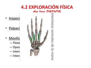 • Inspección
• Palpación: sensibilidad
• Movilidad:
– Flexor superficial y profundo de los dedos
– Opositor del pulgar
– Interóseos dorsales: abducción
– Interóseos palmares: aducción
4.2 EXPLORACIÓN FÍSICA
de los DEDOS
 
